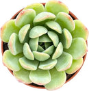 4-inch Succulent Echeveria 'Suryeon', Live Succulents Plants Fully Rooted in Pots with Soil, Easy-Care House Plants for DIY, Home Office Decoration by GreenHaven Gardens