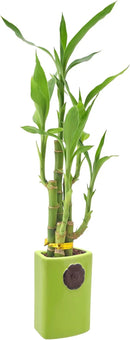 Arcadia Garden Products 5-Stem Lucky Bamboo, Live Indoor Plant in Contour II Ceramic Planter for Home, Work, or Gift, Green ***Cannot Ship to Hawaii*** by GreenHaven Gardens