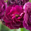 Heirloom Roses Rose Plant - Burgundy Iceberg™ Purple Rose Bush, Shrub Live Plant for Planting Outdoors by GreenHaven Gardens