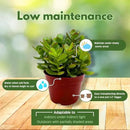 BubbleBlooms Jade Succulent in a 4 inch Pot Crassula ovata by GreenHaven Gardens