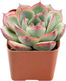 Live Succulent Echeveria 'Silhouette', Approx 2-inch Large, Potted Succulents, Fully Rooted, Easy Care House Plants by GreenHaven Gardens