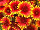 Non GMO Bulk Annual Gaillardia Blanket Flower Seed -Gaillardia pulchella (5 Lbs) by GreenHaven Gardens