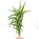 Live Air Plants – Tillandsia Araujei, Large 5” – 2ct – Live Arrival Guaranteed – House Plants for Home Décor & Gift by GreenHaven Gardens