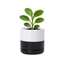 D'vine Dev 3.5 Inch Ceramic Planter Pot with Drainage Hole and Saucer, Indoor Cylinder Round Planter Pot, Layered Monochrome Black & White, 94-O-A-L by GreenHaven Gardens