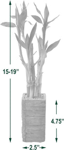 Arcadia Garden Products LV24 5-Stem Lucky Bamboo, Live Indoor Plant in Aged Wood Planter for Home, Work, or Gift, Medium ***Cannot Ship to Hawaii*** by GreenHaven Gardens