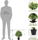 THE BLOOM TIMES 2ft Faux Boxwood Plants Outdoor Set of 2, Topiary Balls Artificial Outside Trees, 24" UV Resistant Fake Greenery Bushes & Shrubs for Front Porch Planter by GreenHaven Gardens