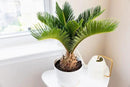 SOGO Palm Plant Potting Soil - Enhance Beauty and Health with Professional Grade Nutrient-Rich Mix - 3 Quart by GreenHaven Gardens