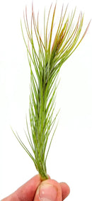 Air Plants - Tillandsia Funckiana Hybrid, Large 5-7" - 1ct - Live Arrival Guaranteed - House Plants for Home Decor & Gift by GreenHaven Gardens