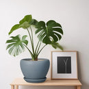 Ceramic Pot for Plants - 6 Inch Plant Pot Indoor with Drainage Hole and Saucer Decorative Planter for Outdoor Plants Modern Succulent Pot Round Flower Pot Gray by GreenHaven Gardens
