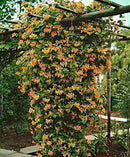 Mandarin Honeysuckle Vine - Perennial - Lonicera - 2.5" Pot by GreenHaven Gardens