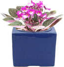 Ceramic African Violet Self Watering Pot 6 Inch Square Pot 3.5 Inch Innter Pot Easy Fill Water Reservoir Blue by GreenHaven Gardens