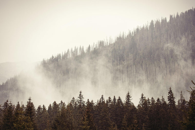 Foggy Misty Forest Tree Over Mountain Wall Mural.