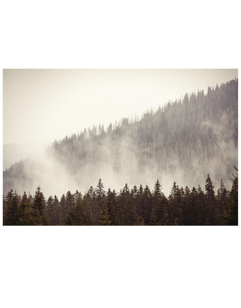 Foggy Misty Forest Tree Over Mountain Wall Mural.