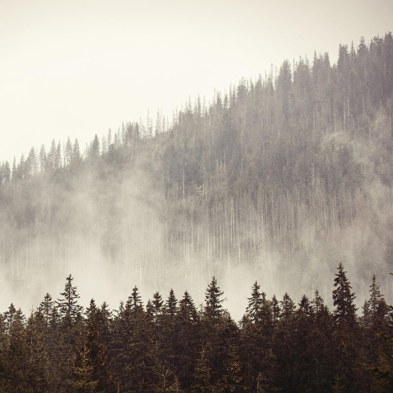 Foggy Misty Forest Tree Over Mountain Wall Mural.