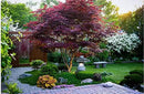 Red Japanese Maple Trees 2-Pack – Live Plants, 2-3 Ft Tall, Stunning Foliage by GreenHaven Gardens