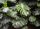 Monstera Borsigiana Soil Blend - Specially Designed for Unique Plant Needs - 4 Quart by GreenHaven Gardens