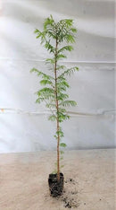 (3) - Dawn Redwood Trees - Starter Plant (LG36) (3 Live Trees) by GreenHaven Gardens