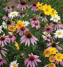 Non GMO Bulk All Perennial Wildflower Seed Mix (10 Lbs) by GreenHaven Gardens