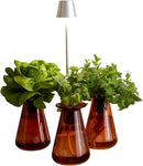 Counterstand Set – Vase Plant for Indoor Edible Garden Kit for Herbs & Lettuce – Small-Space Hydroponic System – Home Decor & Gifting – with Live Plants by GreenHaven Gardens