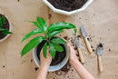 Mango Tree Potting Soil - All-Natural Blend for Thriving Mango Trees - Boosts Root Health and Delicious Harvests - 10 Quart by GreenHaven Gardens