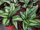 Calathea Potting Mix - Unlock Robust Growth and Striking Leaf Patterns with Our High-Performance Formula - 20 Quart by GreenHaven Gardens