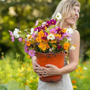 Eden Brothers Crazy for Cosmos Flower Mixed Seeds for Planting, 10 lb, 4,800,000+ Seeds with Cosmos Gloria, Pinkie, Purity, Attracts Pollinators, Plant in Spring or Fall, Zones 3, 4, 5, 6, 7, 8, 9, 10 by GreenHaven Gardens