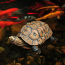 Danmu 1Pc of Polyresin Tortoise Statue, Garden Statues, Outdoor Statues, Garden Ornaments, Yard Statue for Home and Fairy Garden Decor (L 12 9/10" x 9 2/5" x 5 1/2") by GreenHaven Gardens