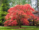 Red Japanese Maple Trees 2-Pack – Live Plants, 2-3 Ft Tall, Stunning Foliage by GreenHaven Gardens