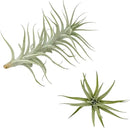Live Air Plants - Tillandsia Albida 7-12" - 5ct – ragnaroc Live Indoor Plant - Live Arrival Guaranteed - House Plants for Home Decor & Gift by GreenHaven Gardens