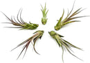 Live Air Plant – Tillandsia Capiput, Jumbo 6-9” - 2 ct - Live Arrival Guaranteed - House Plants for Home Decor & Gift by GreenHaven Gardens