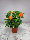 Hibiscus Bush - Double Peach Flowering Plant Live - Overall Height 26" to 28" - Tropical Plants of Florida (Plant Only) by GreenHaven Gardens