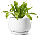LE TAUCI Ceramic Planters, 10 Inch Pots for Plants, Indoor Plant Pots with Drainage Holes and Saucers, Modern Planters Fit Mid Century Plant Stand, Flower Pots for Indoor Plants, White by GreenHaven Gardens