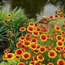 Dirt Goddess Super Seeds ~ Annual Gaillardia Seeds, Indian Blanket Flower -Gaillardia pulchella (1/4 Lb) 56,250 Seeds Non GMO Bulk by GreenHaven Gardens