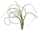 Live Air Plants - Tillandsia Butzii, Jumbo 7-9" - 3ct - Live Arrival Guaranteed - House Plants for Home Decor & Gift by GreenHaven Gardens