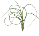 Live Air Plants - Tillandsia Butzii, Jumbo 7-9" - 1ct - Live Arrival Guaranteed - House Plants for Home Decor & Gift by GreenHaven Gardens