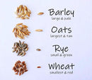 Simple Cat Grass Blend | 100% US Organic + 4 Popular Seeds | Wheat, Barley, Oats, Rye Mix Combo | Show Your Love with a Healthy Pet Snack Treat (6 Ounce ~4800 Seeds) by GreenHaven Gardens