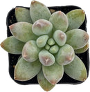 2" Rare Succulent x Pachyveria 'Angel's Finger', Live Succulents Plants Fully Rooted in Grower Pots, Unique Gift for Wedding Favor, Party Favor by GreenHaven Gardens