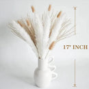 Natural Dried Pampas Grass Decor, White Pampas Grass， Bunny Tails Dried Flowers, Reed Grass Bouquet for Wedding Boho Flowers Home Table Decor, Rustic Farmhouse Party (100 in Total ) by CozyNest Decor