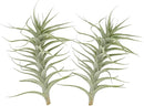 Live Air Plants - Tillandsia Albida 7-12" - 2ct – ragnaroc Live Indoor Plant - Live Arrival Guaranteed - House Plants for Home Decor & Gift by GreenHaven Gardens