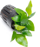 Anubias Live Aquarium Plants - Potted Freshwater Plant for Fish Tanks, Terrariums - Beginner Friendly Low Light (Nana Golden, 3 Pots) by GreenHaven Gardens