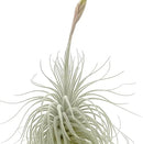 Live air Plant - Tillandsia Tectorum Air Plant 4-6" – 2ct – Unique Shape with Silvery Fuzz – Low Maintenance Houseplant – Perfect for Decor, Terrariums, Gifts - Live Arrival Guaranteed by GreenHaven Gardens