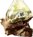 Hand Blown Molten Glass & Teak Wood Terrarium/Vase/Fish Bowl - Premium Quality (10" - 12" High) by CozyNest Decor