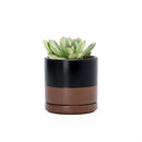 D'vine Dev 3.5 Inch Ceramic Planter Pot with Drainage Hole and Saucer, Indoor Cylinder Round Planter Pot, Black/Speckled Tan, 94-O-A-7 by GreenHaven Gardens
