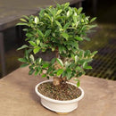 Brussel's Bonsai Live Golden Gate Ficus Indoor Bonsai Tree - Large, 10 Years, 16 to 20 In - Live Bonsai Tree in Ceramic Bonsai Pot by GreenHaven Gardens