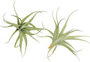 Live Air Plants - Tillandsia Albida 3-5" - 1ct – ragnaroc Live Indoor Plant - Live Arrival Guaranteed - House Plants for Home Decor & Gift by GreenHaven Gardens