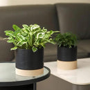 Nihow Ceramic Plant Pot: 6 Inch Planter with Drainage Hole & Saucer for Indoor & Outdoor Plants - Cylinder Round Flower Pot for Succulent/Herbs/Violets - Black & Brown by CozyNest Decor