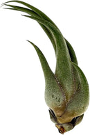 Air Plants - Tillandsia Seleriana, Large 4-6" - 2ct - Live Arrival Guaranteed - House Plants for Home Decor & Gift by GreenHaven Gardens