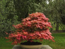 Red Japanese Maple Trees 2-Pack – Live Plants, 2-3 Ft Tall, Stunning Foliage by GreenHaven Gardens