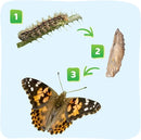 Insect Lore Butterfly Garden - 8" Habitat with 5 Live Baby Caterpillars - Includes Life Cycle Figurines, Stickers, Wind up, Mini Habitat | Birthday or Teacher Gift Set by TinyTreasures Baby Boutique