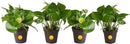 Costa Farms Live Pothos Plant (Pack of 4) - Easy Grow Vining Live Indoor Houseplant, Air Purifying Trailing Plant in Plant Pots, Housewarming Gift, Room, Home Decor, 10-12 Inches Tall by GreenHaven Gardens